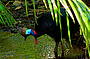 SOUTHERN CASSOWARY