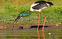 Male Jabiru