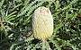 Banksia
