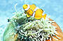 An Anenome Fish at home