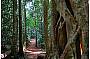 Rainforest Walk option 